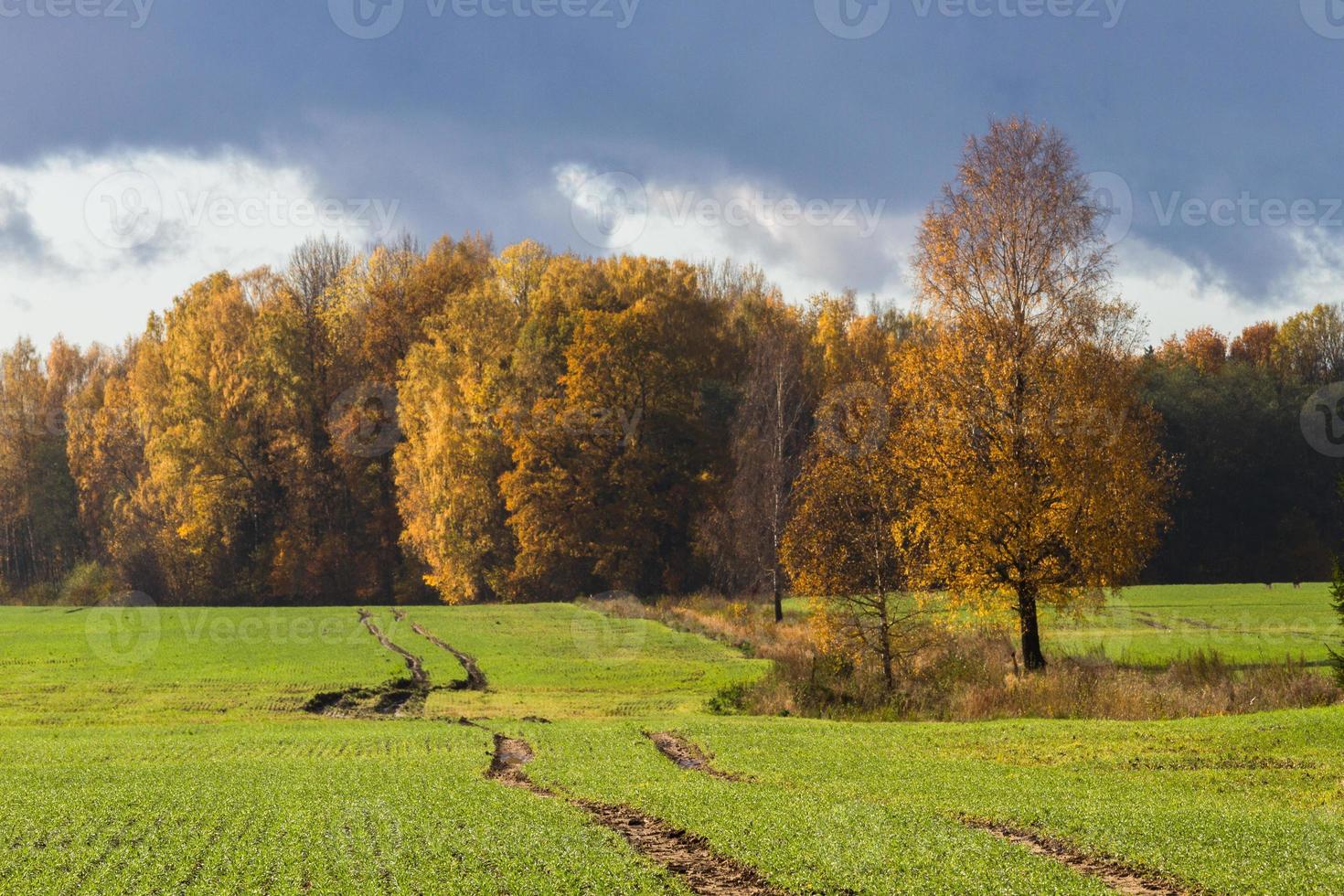 paysage d'automne avec des feuilles jaunes par beau temps photo