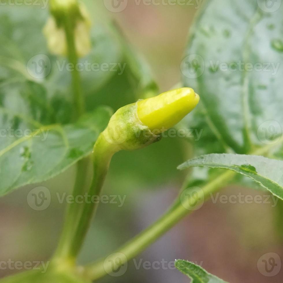 piment dans le jardin photo