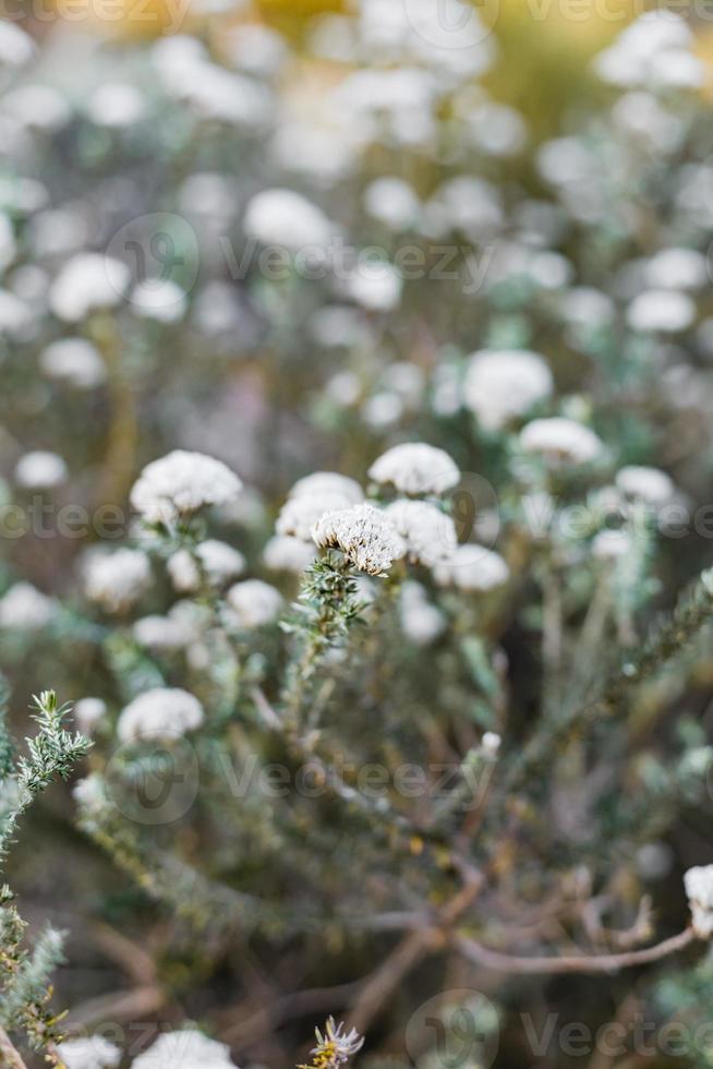 fynbos sud-africains photo