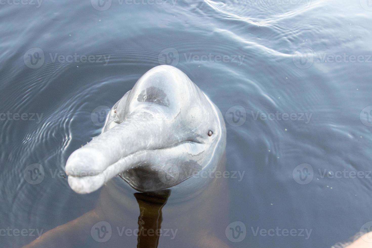 dauphins de rivière également connus sous le nom de botos que l'on trouve couramment dans les rivières de la région amazonienne au brésil photo