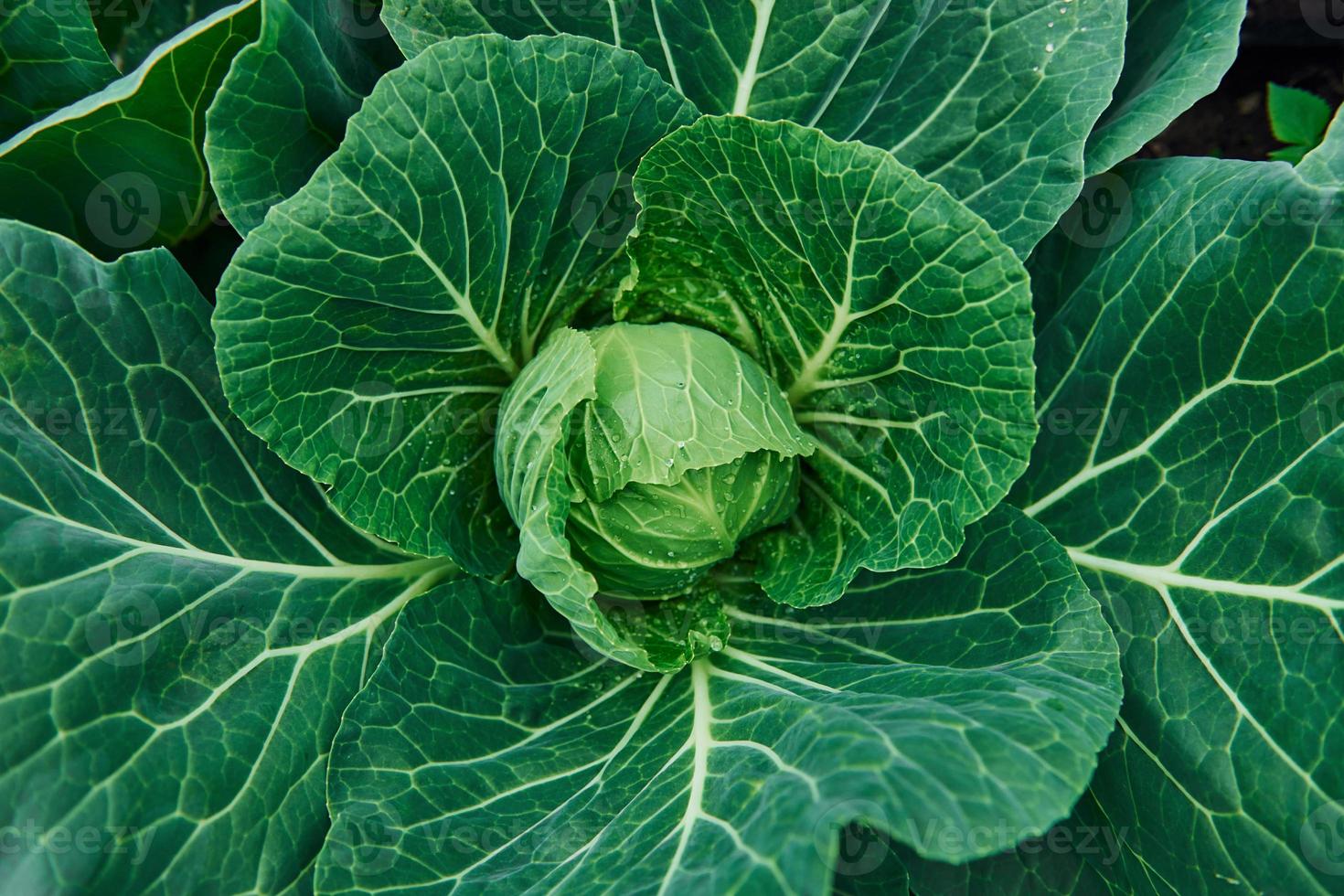 vue de dessus du chou vert frais qui pousse sur le sol de la ferme photo