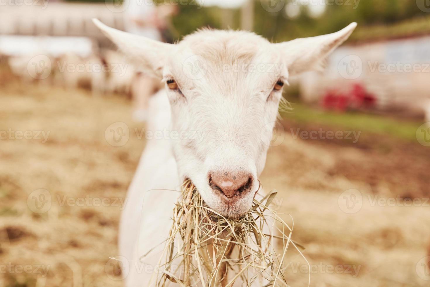 vue rapprochée de la jolie chèvre blanche à la ferme en été photo