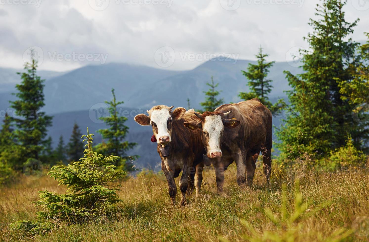 vaches à l'extérieur dans les montagnes des carpates. conception du voyage et de l'agriculture photo