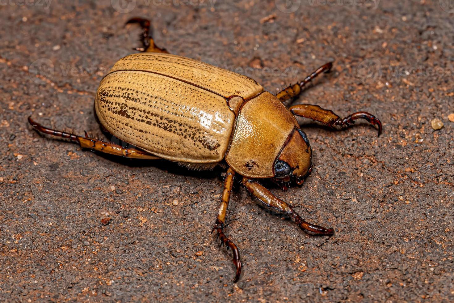 scarabée adulte en métal précieux photo