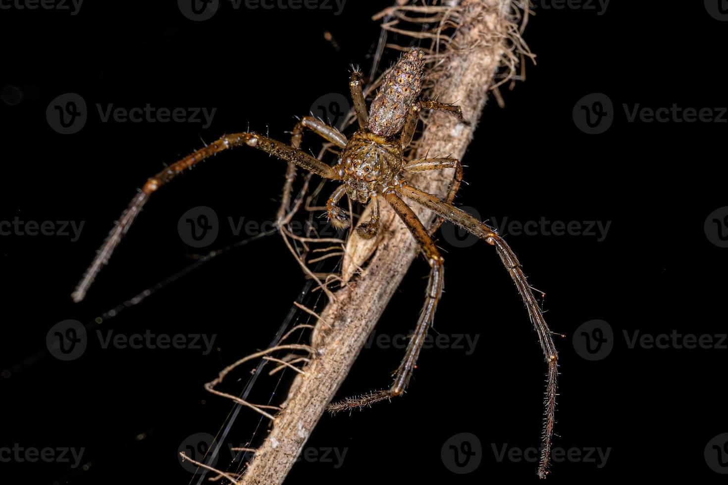 araignée crabe pieuvre adulte photo