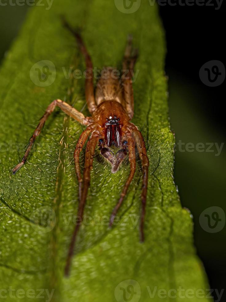araignée fantôme mâle adulte photo
