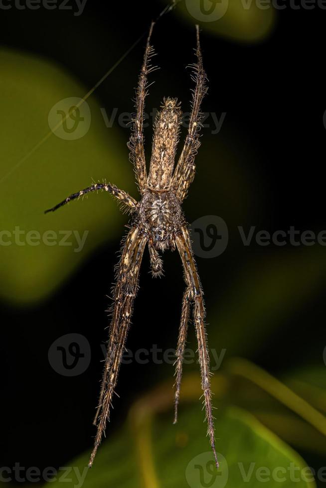 petite araignée chasseuse d'écorce photo