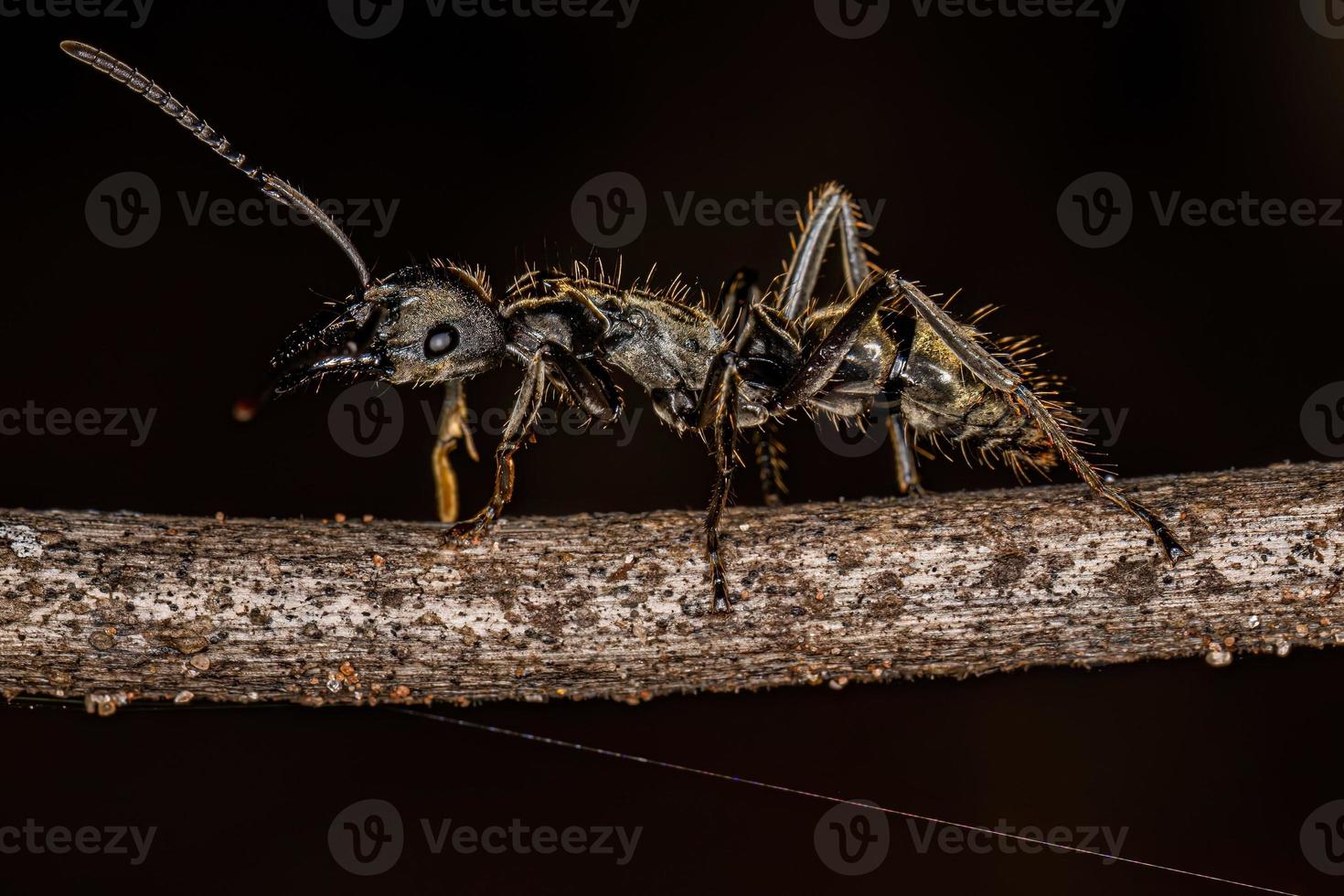 fourmi ponérine femelle adulte photo