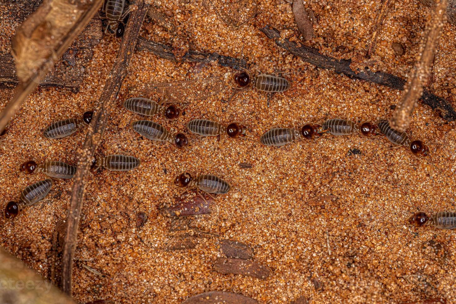 termites supérieurs adultes photo