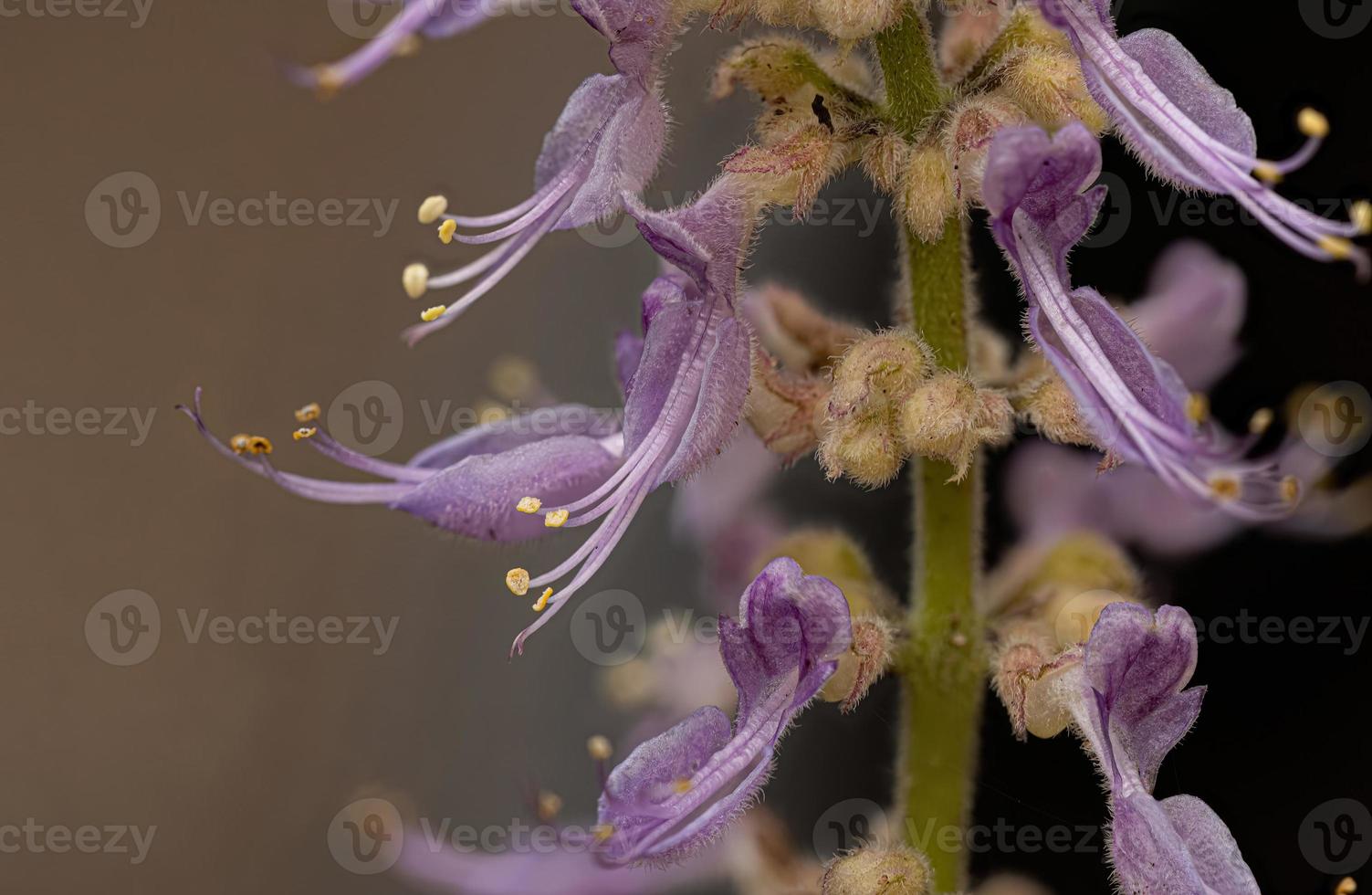 fleur de bourrache indienne photo