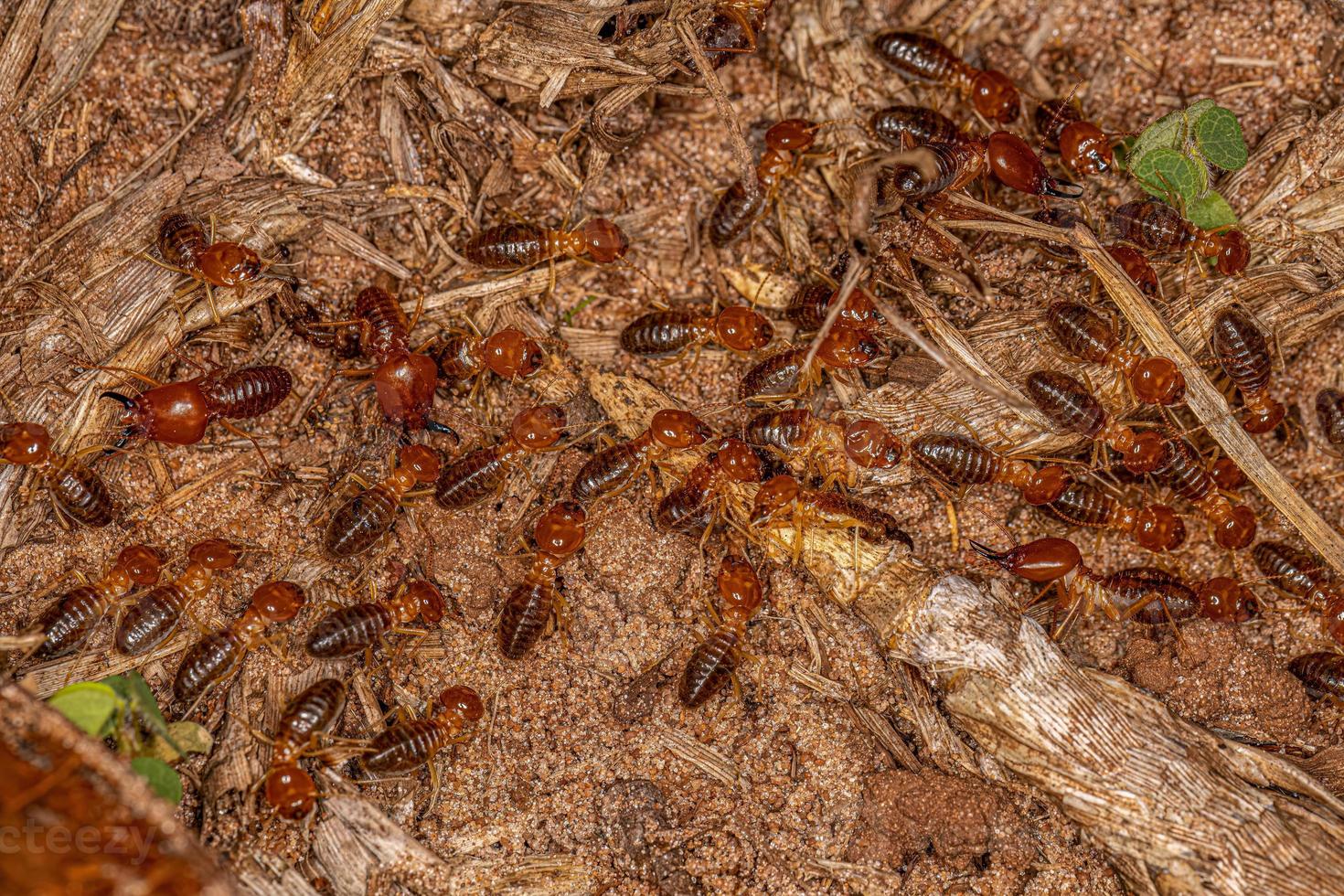 termites à museau adulte photo