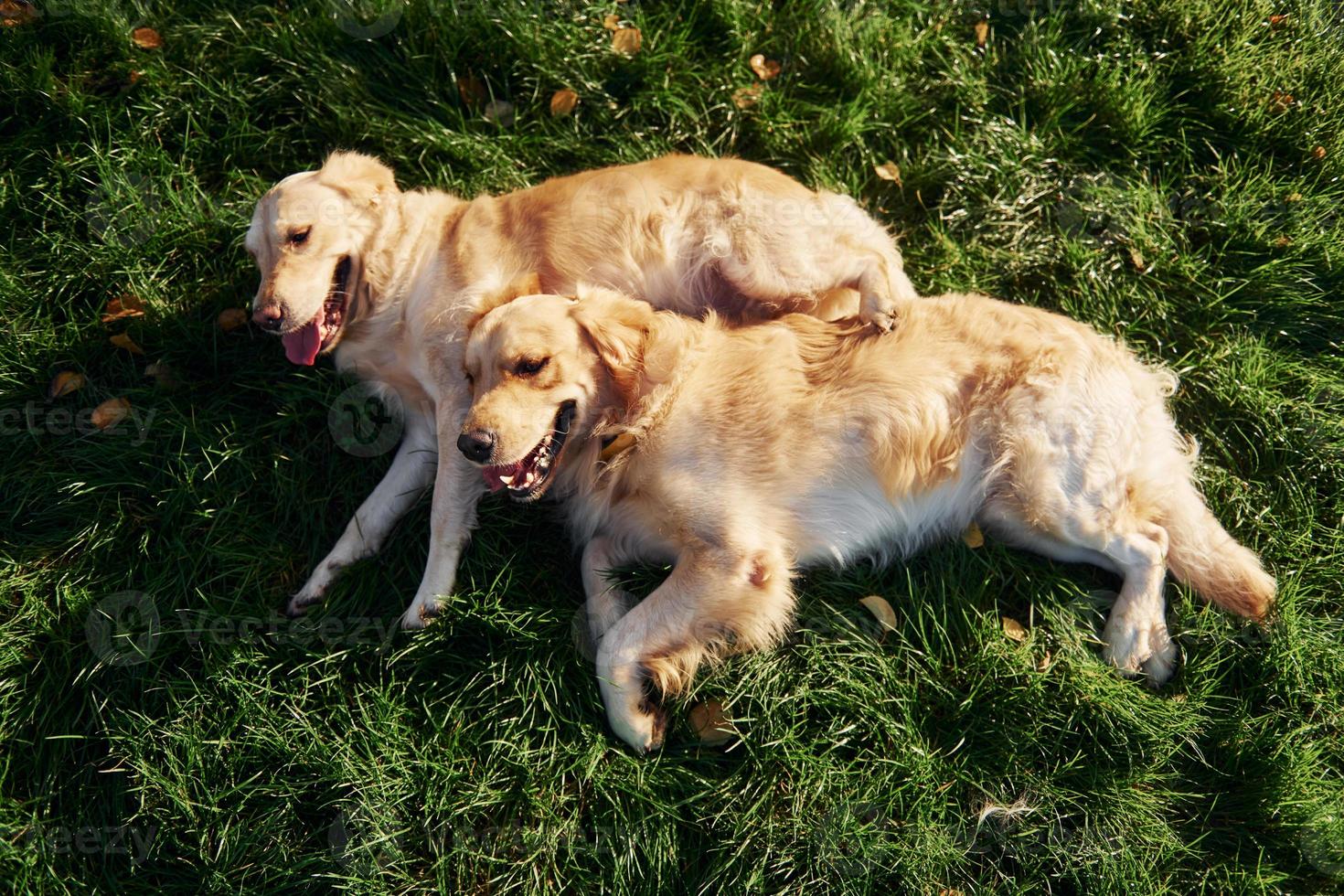 couché sur l'herbe. deux beaux chiens golden retriever se promènent ensemble dans le parc photo