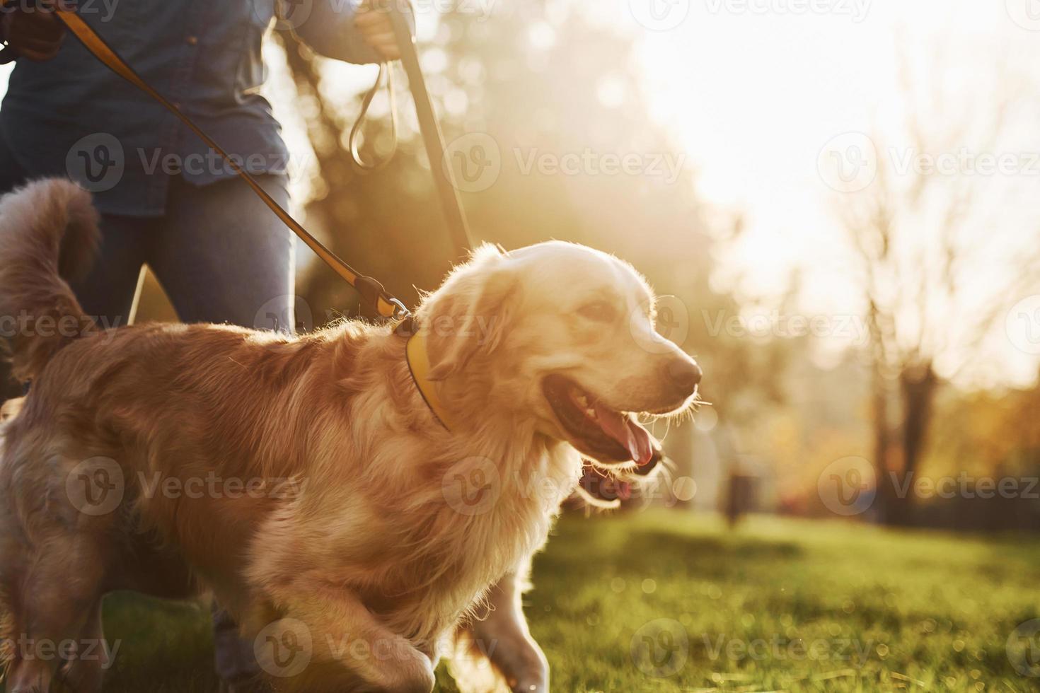 soleil incroyable. femme se promener avec deux chiens golden retriever dans le parc photo