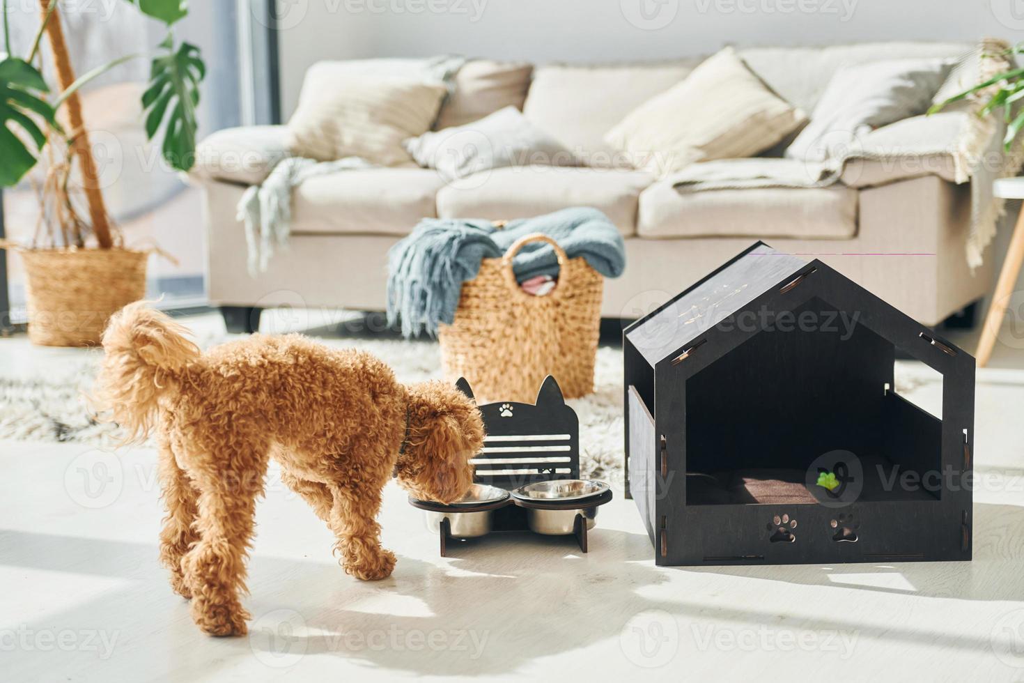 mignon petit chiot caniche avec stand pour animaux de compagnie à l'intérieur dans la chambre domestique moderne. maison des animaux photo