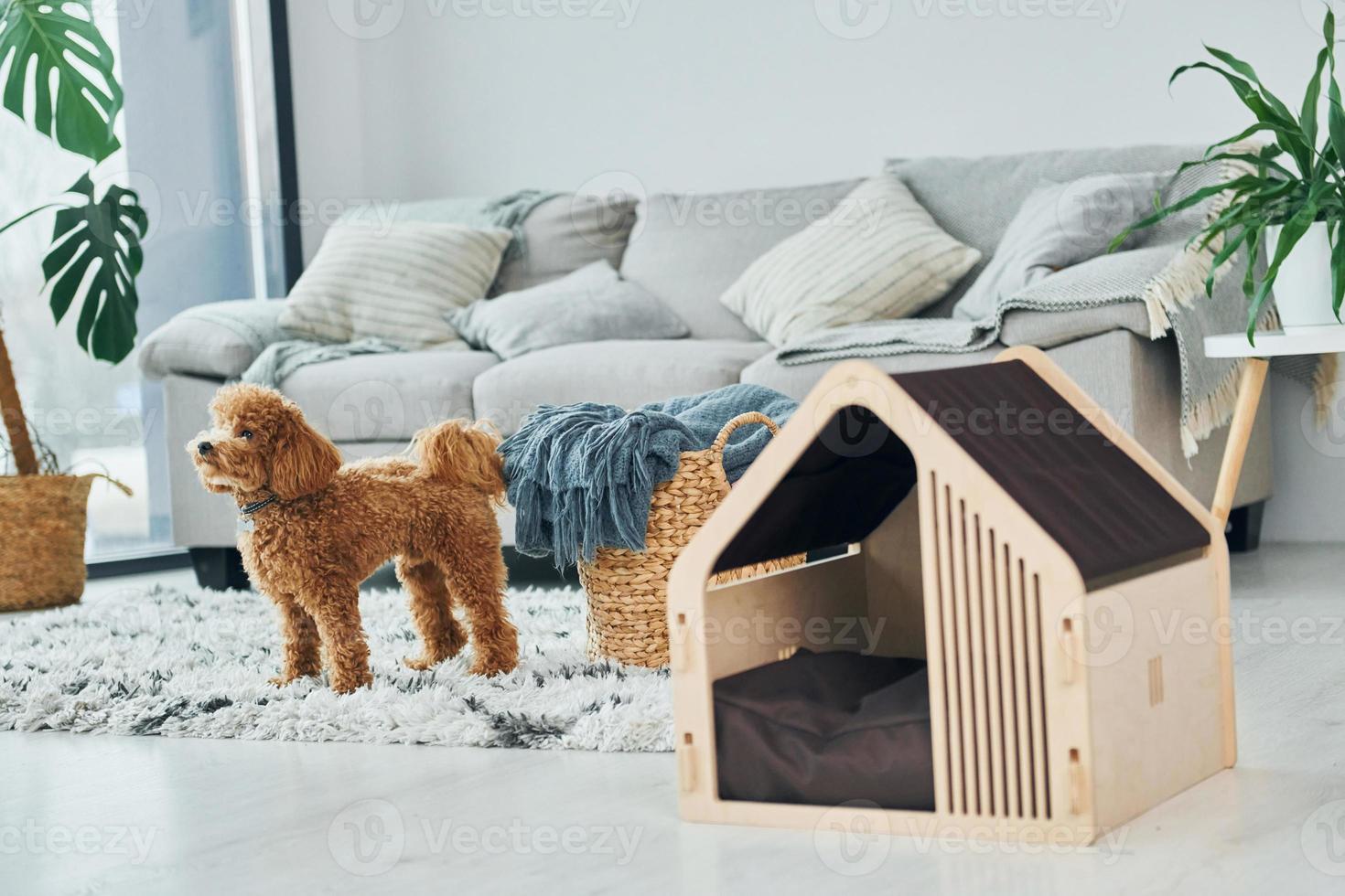 mignon petit chiot caniche avec stand pour animaux de compagnie à l'intérieur dans la chambre domestique moderne. maison des animaux photo