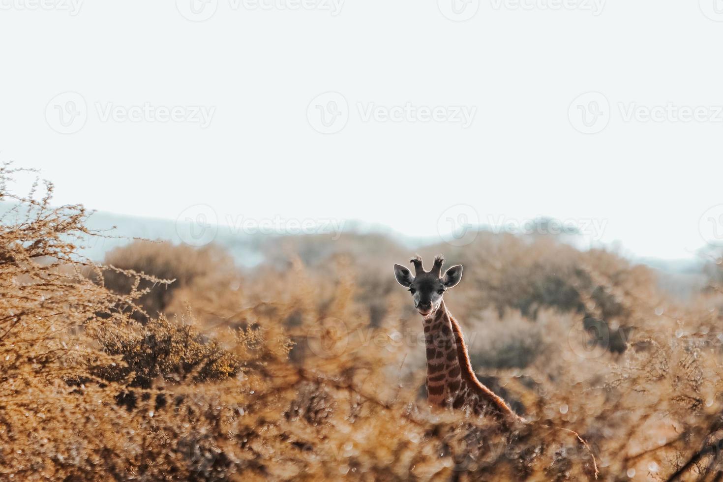 girafe, afrique du sud photo