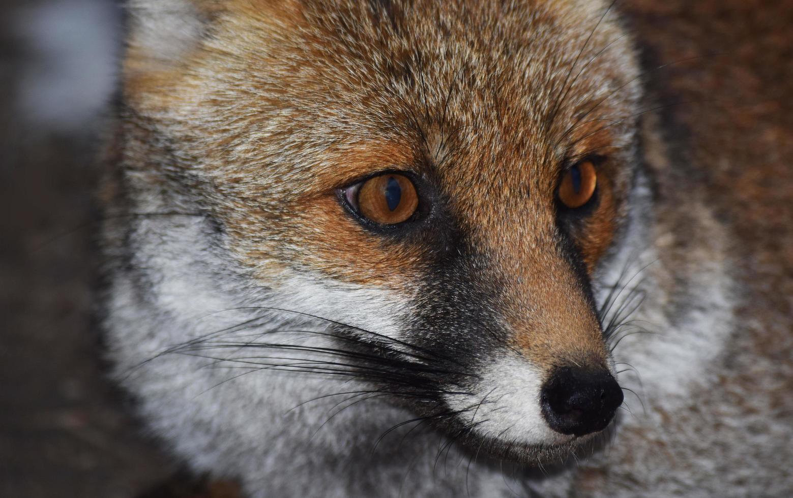 le renard roux photo