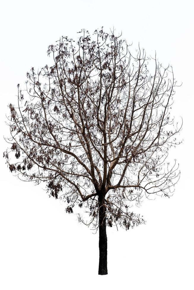 arbre mort isolé sur fond blanc photo
