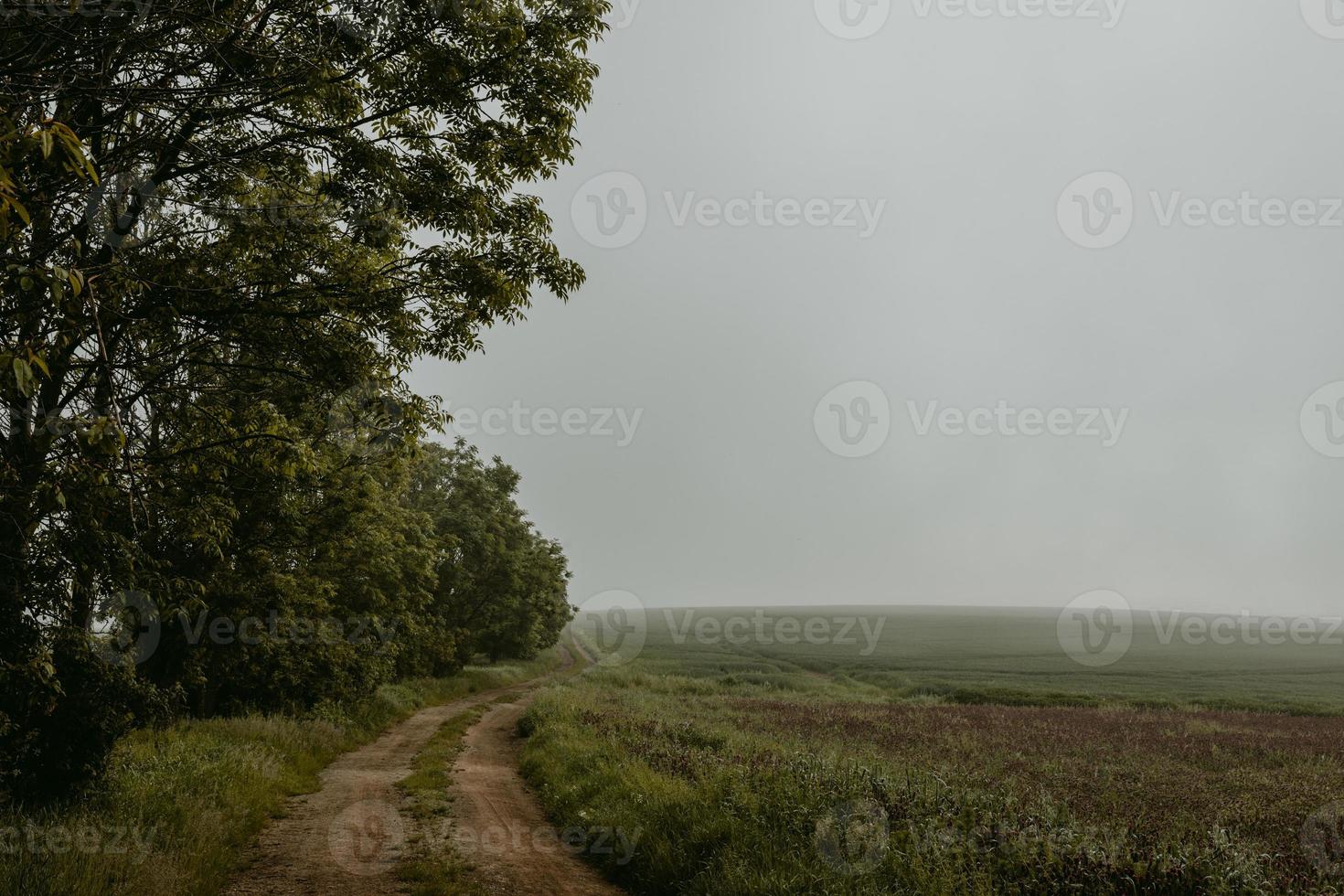 chemin de terre en bordure de terrain avec arbres et buissons de l'autre côté menant au brouillard en arrière-plan photo