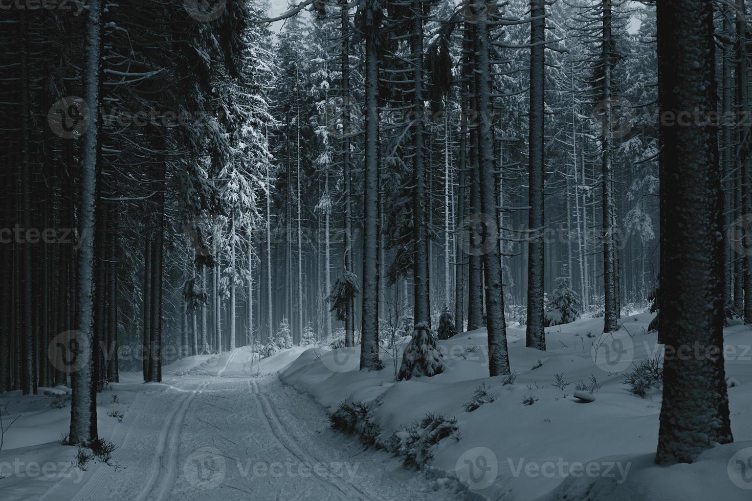 pistes de ski de fond dans la forêt enneigée photo