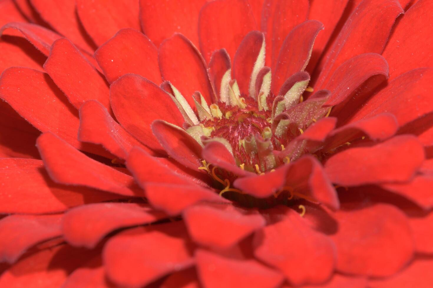 fleur de zinnia, gros plan photo