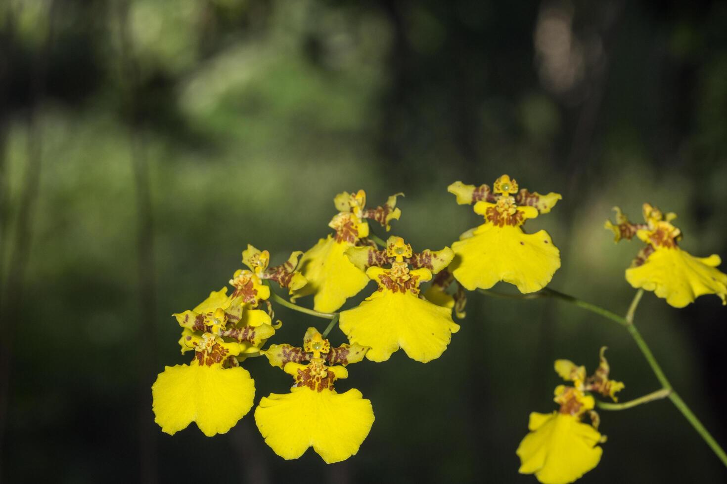 fleurs d'orchidées jaunes photo