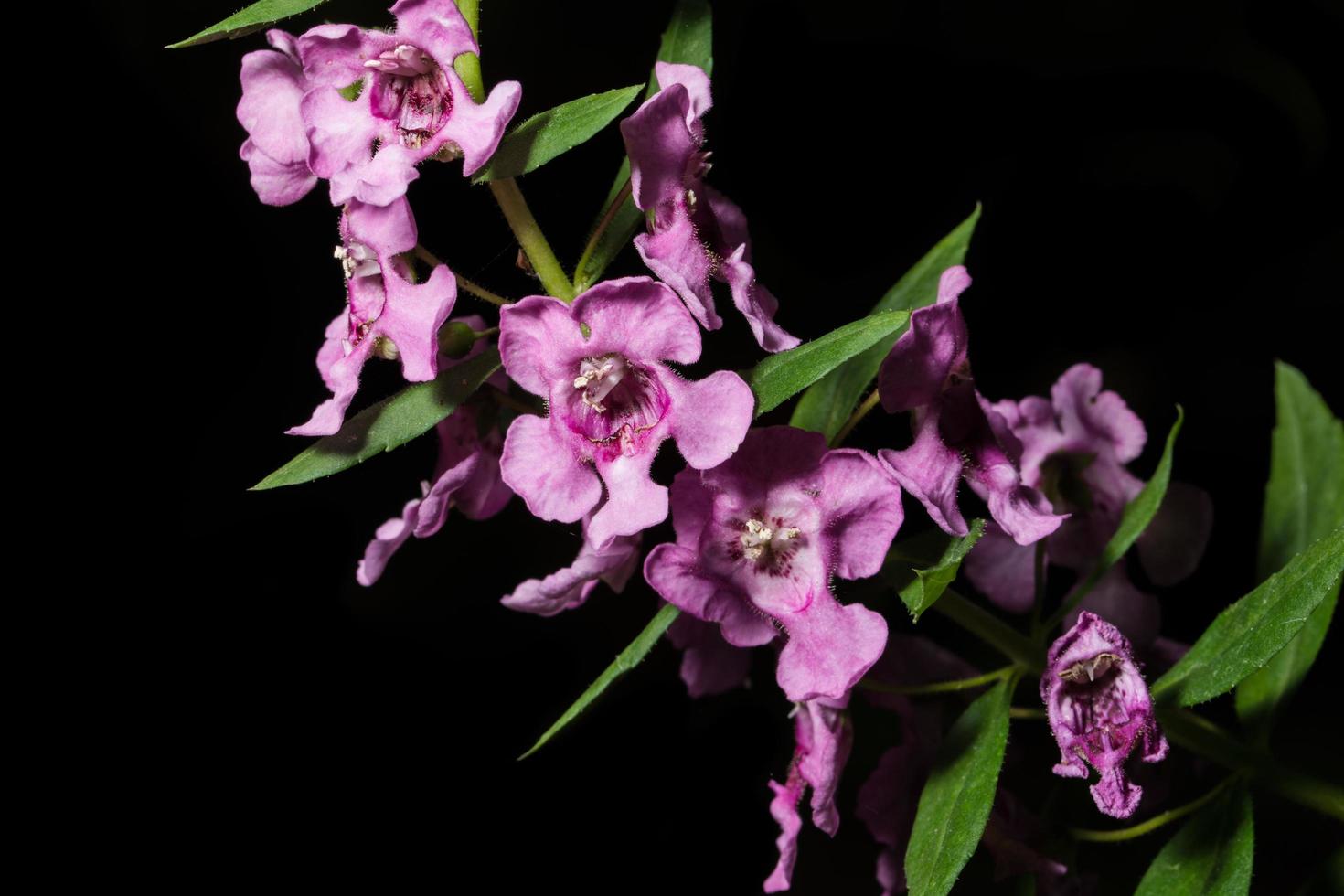 belles fleurs violettes sur fond noir photo