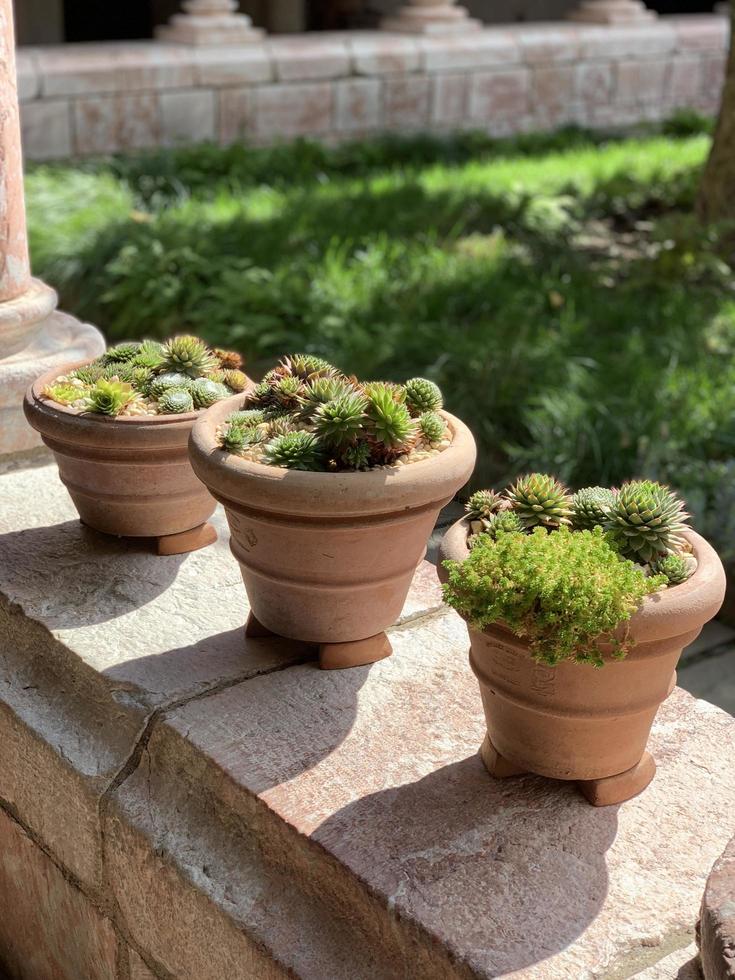 plantes en pot sur balustrade en béton photo