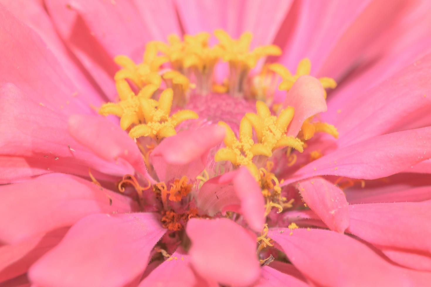 fleur de zinnia, gros plan photo