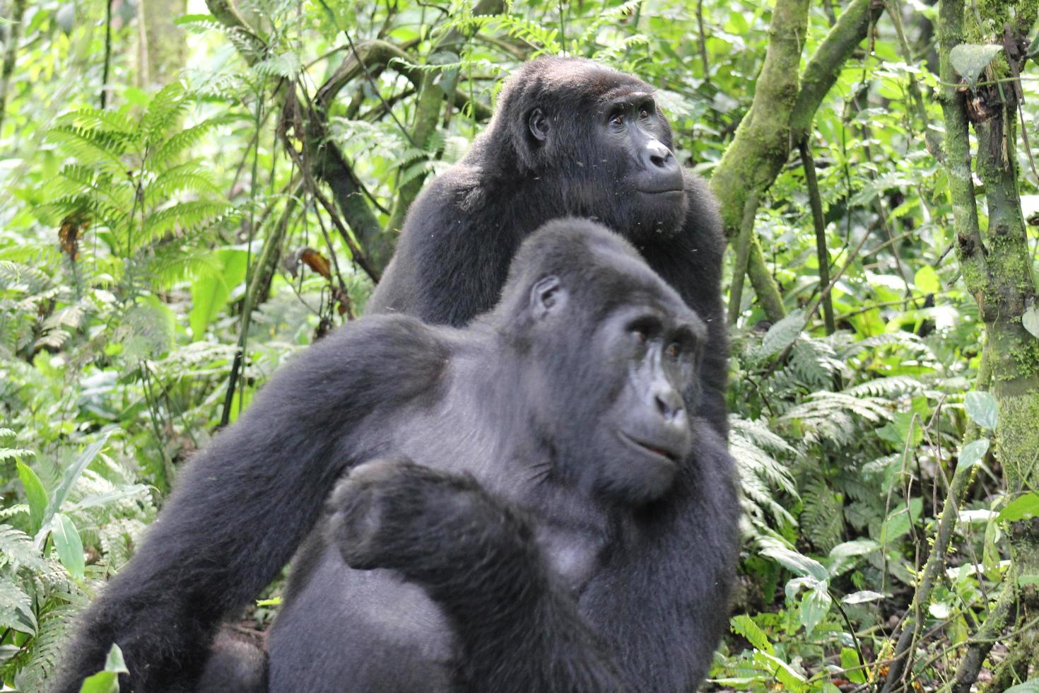 deux gorilles de montagne dans une forêt photo