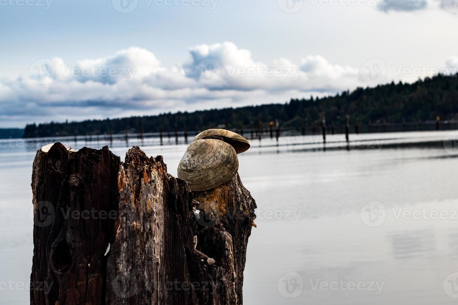 coquillages de palourdes sur un morceau de bois flotté photo