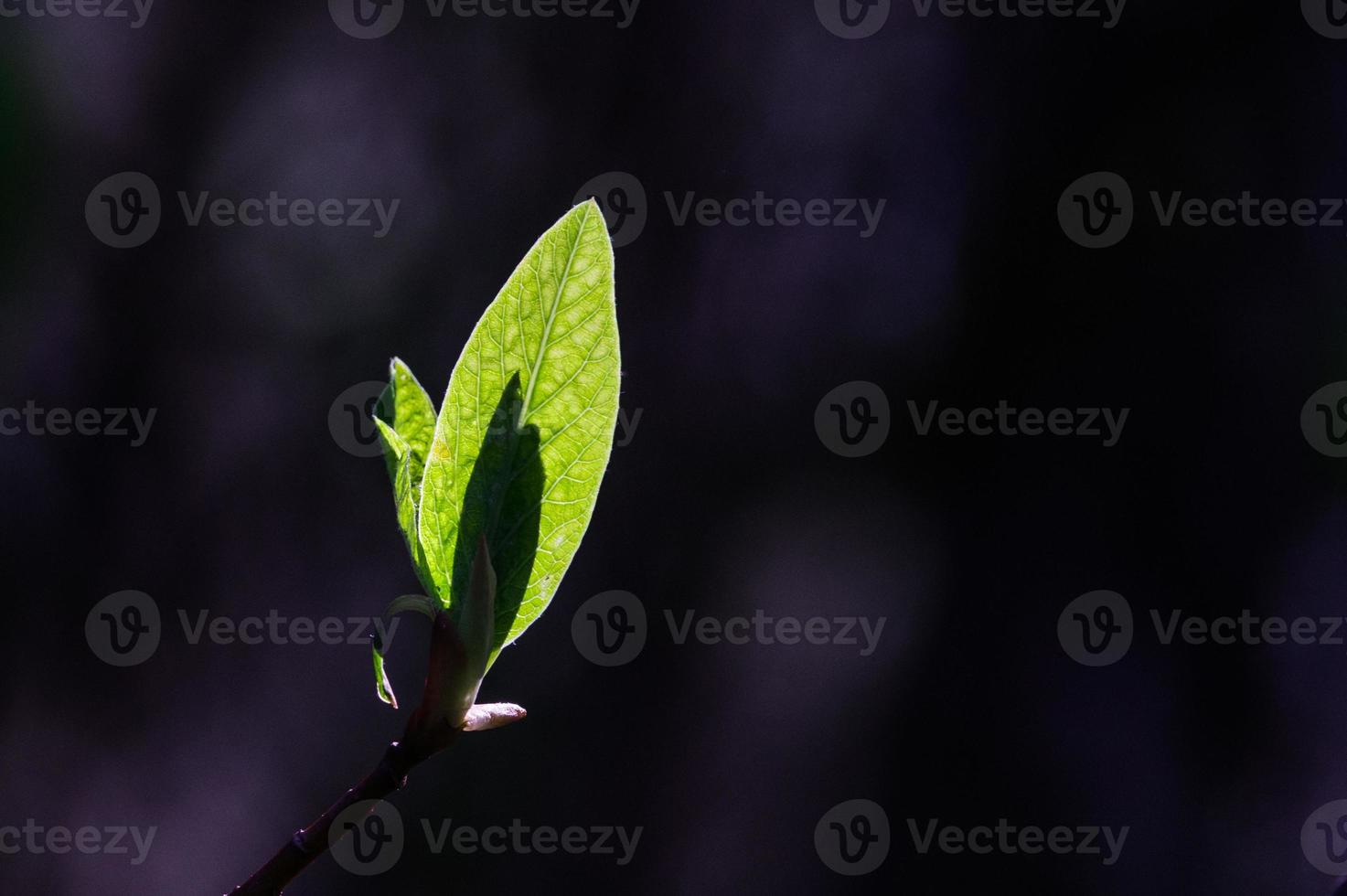 croissance des bourgeons de feuilles de printemps frais rétroéclairé photo