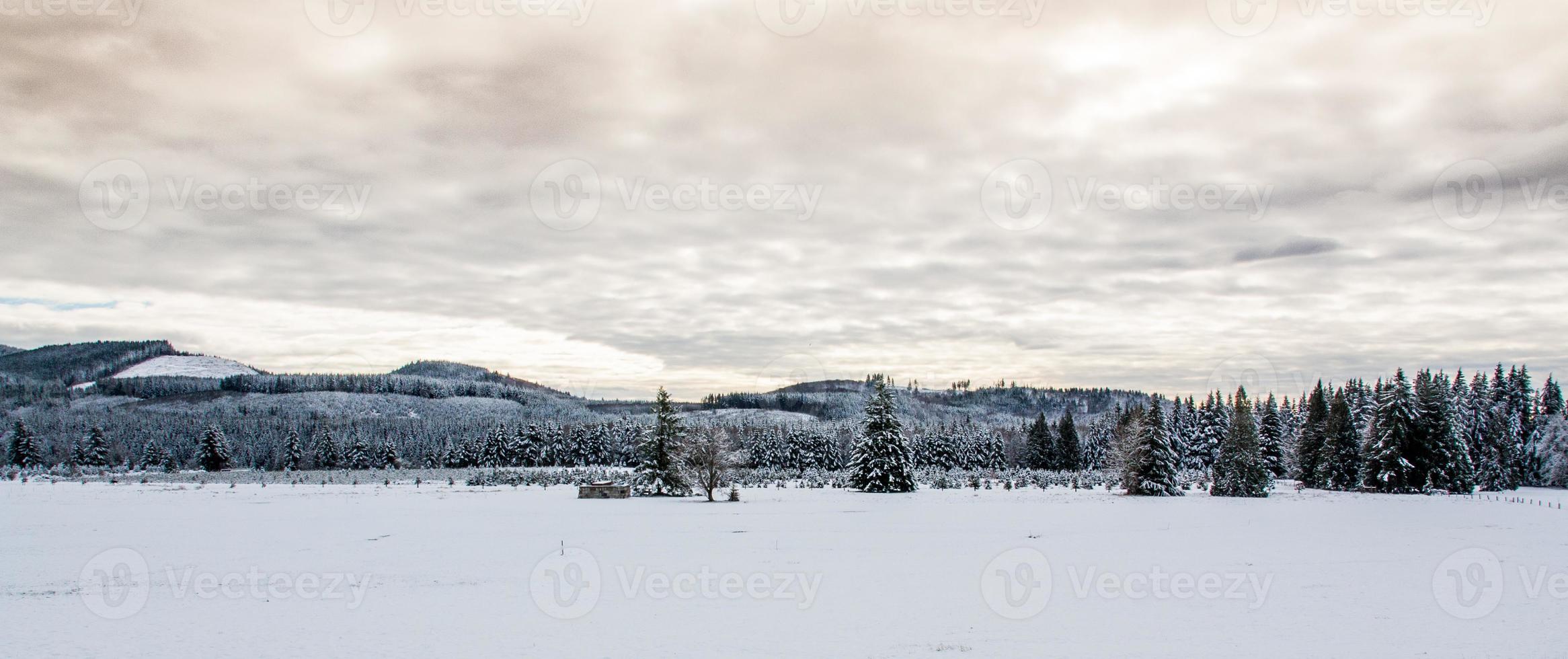 champ de paysage enneigé avec une limite forestière photo