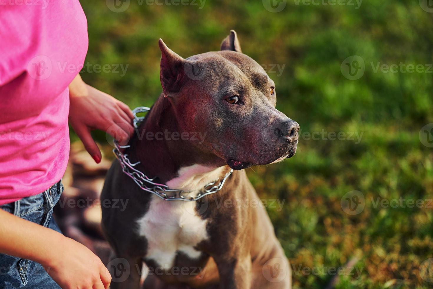 à l'extérieur sur le terrain. femme en vêtements décontractés est avec pit-bull photo