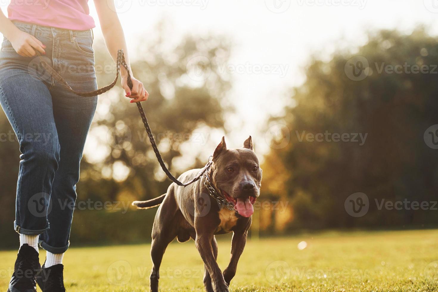 vue rapprochée. femme en vêtements décontractés est avec pit-bull à l'extérieur photo