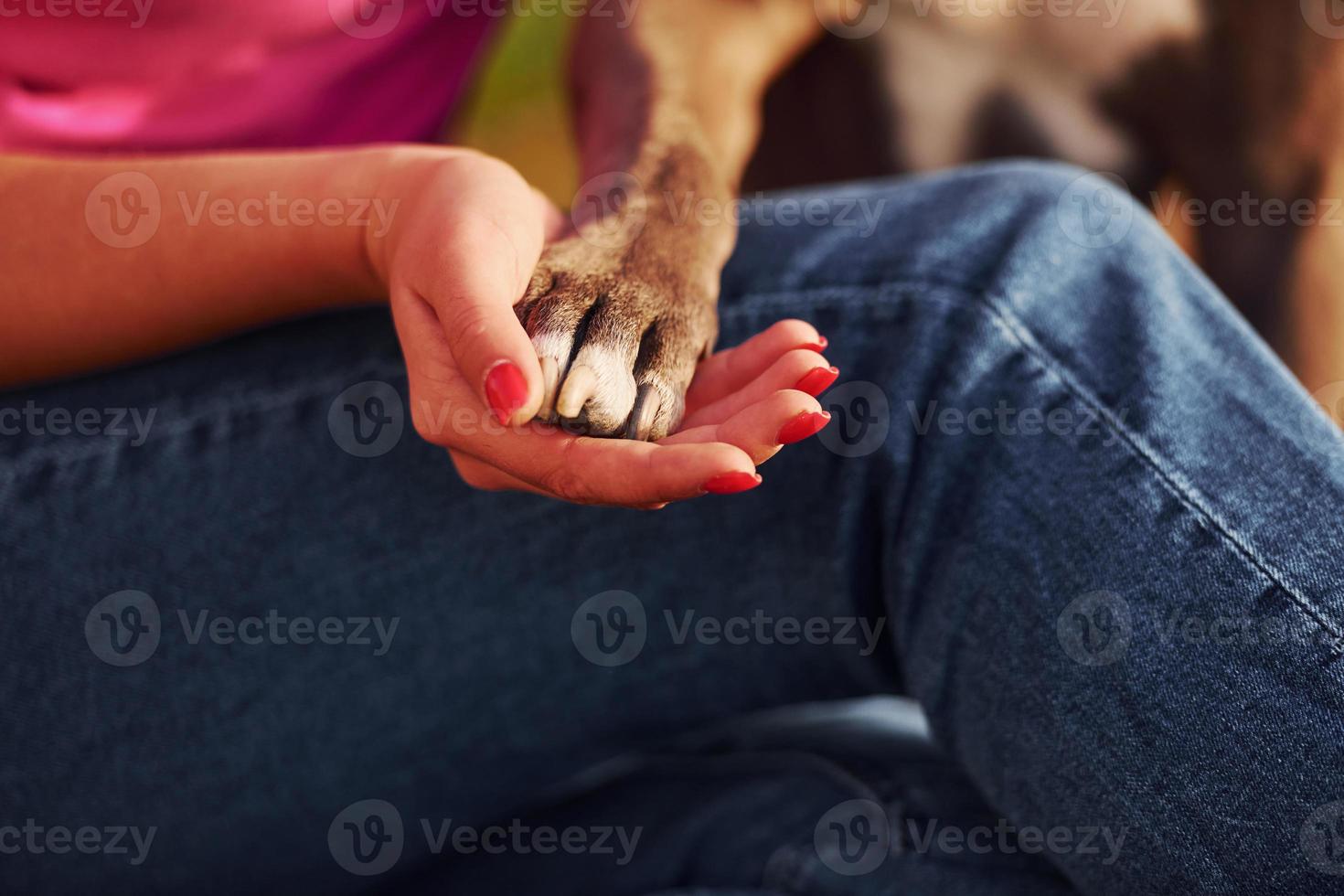 femme en vêtements décontractés est avec pit-bull à l'extérieur photo