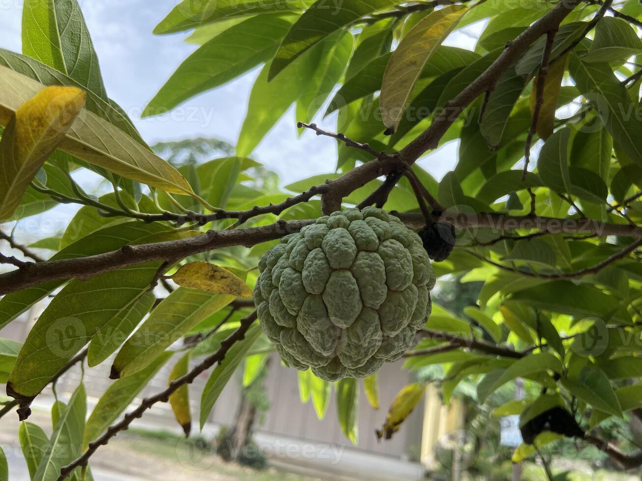 la pomme à sucre ou sweet-sop, sirikaya en indonésie est le fruit comestible d'annona squamosa, l'espèce d'annona la plus cultivée et originaire du climat tropical des amériques et des antilles. photo