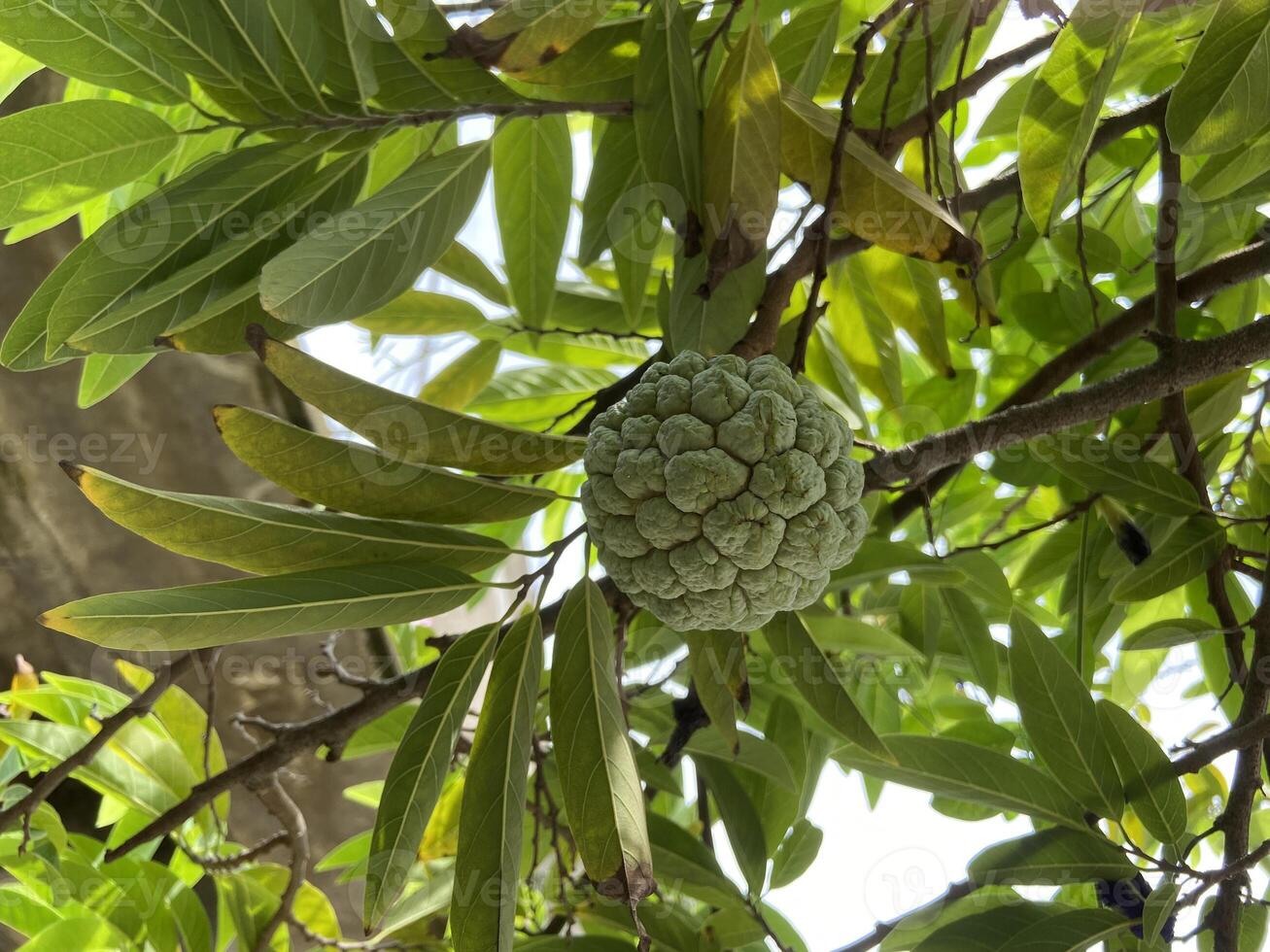 la pomme à sucre ou sweet-sop, sirikaya en indonésie est le fruit comestible d'annona squamosa, l'espèce d'annona la plus cultivée et originaire du climat tropical des amériques et des antilles. photo