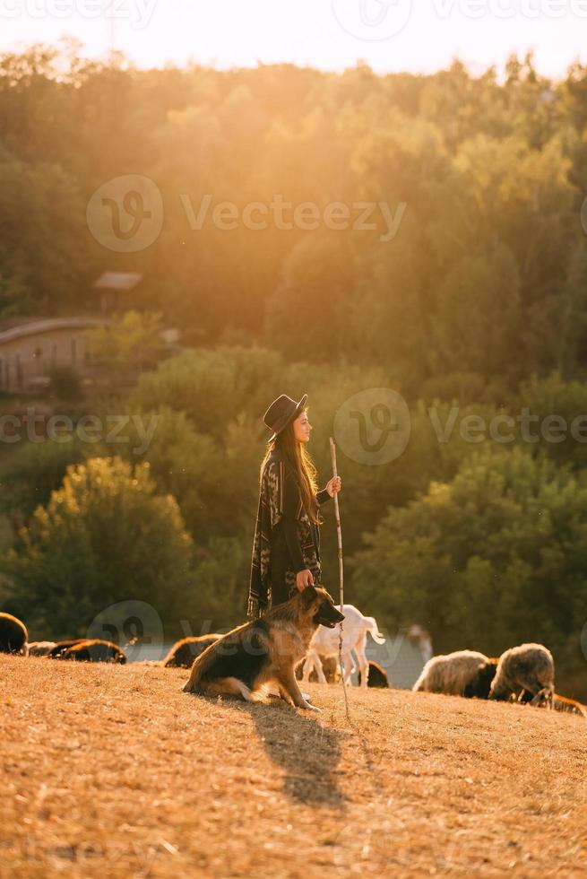 Berger femelle avec un chien broute un troupeau sur la pelouse photo