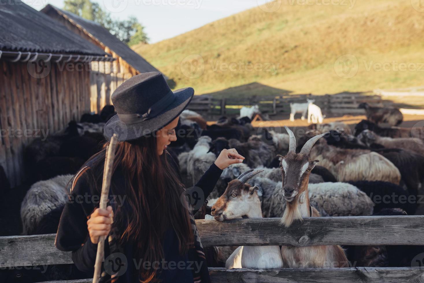 une belle jeune femme près d'un enclos avec des chèvres photo