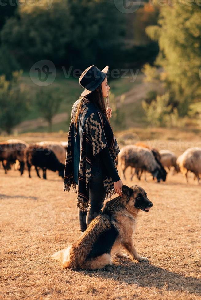 Berger femelle avec un chien broute un troupeau sur la pelouse photo