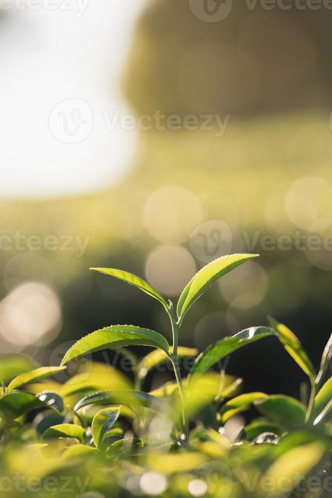 ferme biologique de plantation de feuilles de thé vert le matin, arrière-plan flou. feuilles de thé vert fraîches. plantations de thé vert au lever du soleil du matin. fraîcheur jardin de thé bio pour fond d'écran. photo