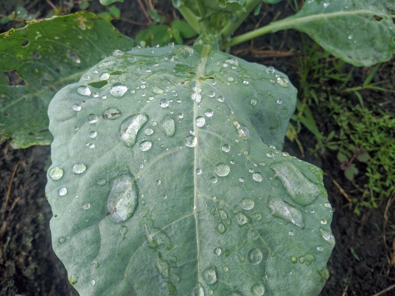 gros plan d'une plante dans le jardin photo