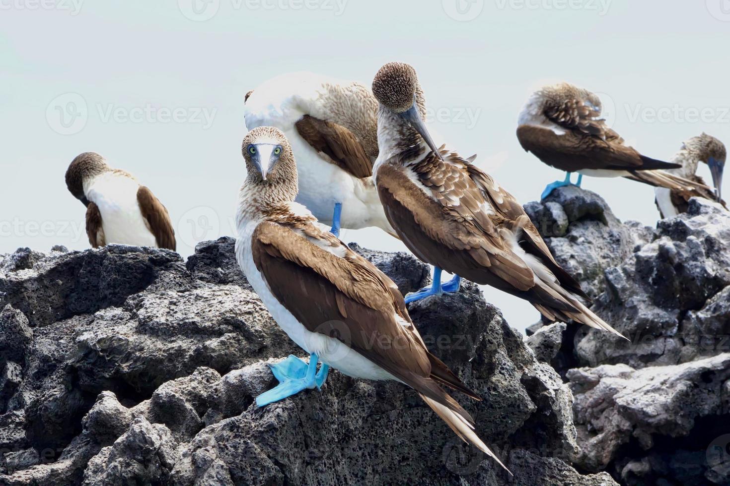 fous à pieds bleus dans les îles galapagos photo