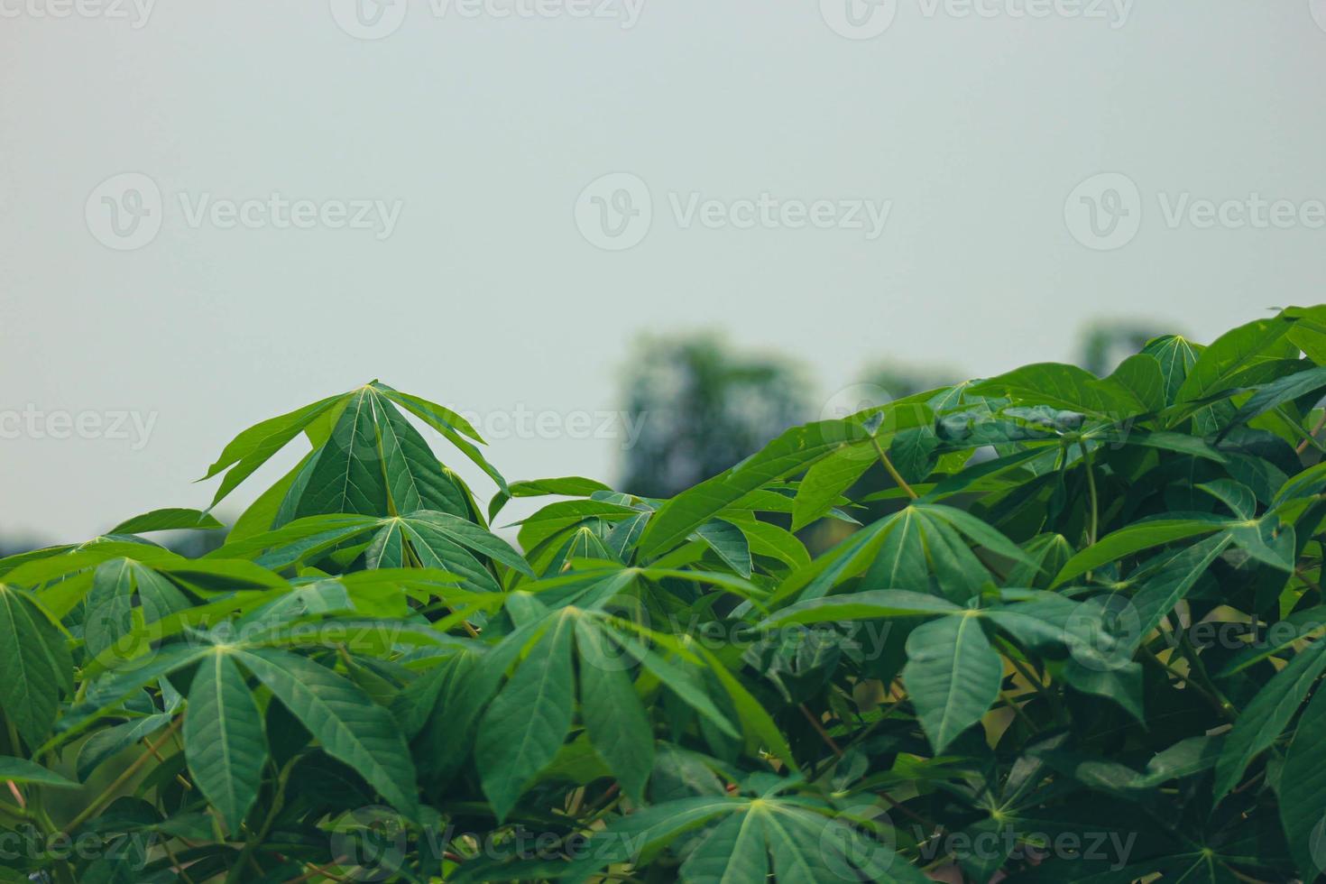 c'est une photo des feuilles d'un arbre de manioc qui sont très luxuriantes