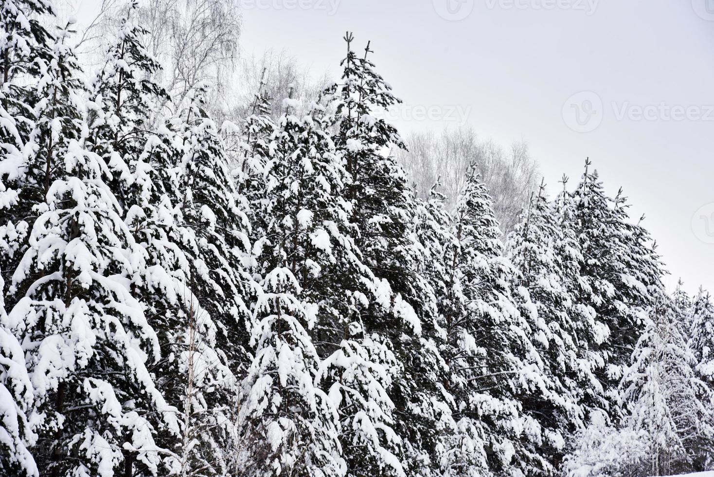 forêt d'hiver dans la neige blanche. il y a beaucoup de neige sur les branches de pin dans la forêt. belle forêt d'hiver avec neige et arbres de noël. photo