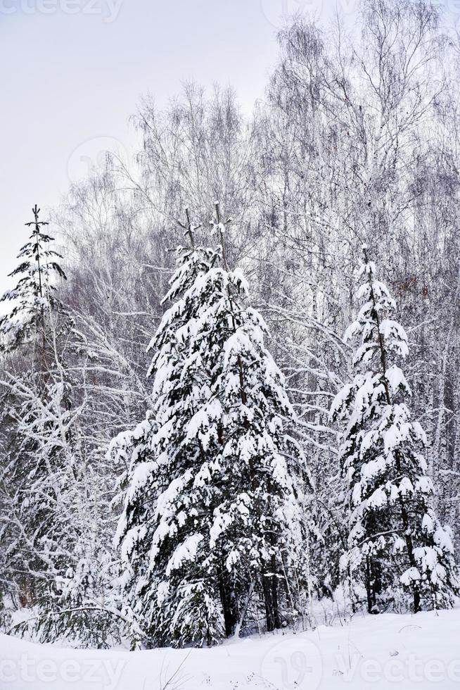 forêt d'hiver dans la neige blanche. il y a beaucoup de neige sur les branches de pin dans la forêt. belle forêt d'hiver avec neige et arbres de noël. photo