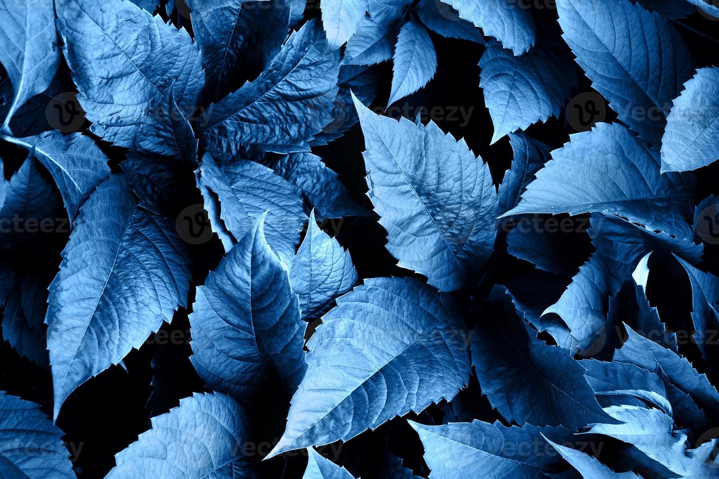 mise en page créative de feuilles bleues. fond naturel. photo