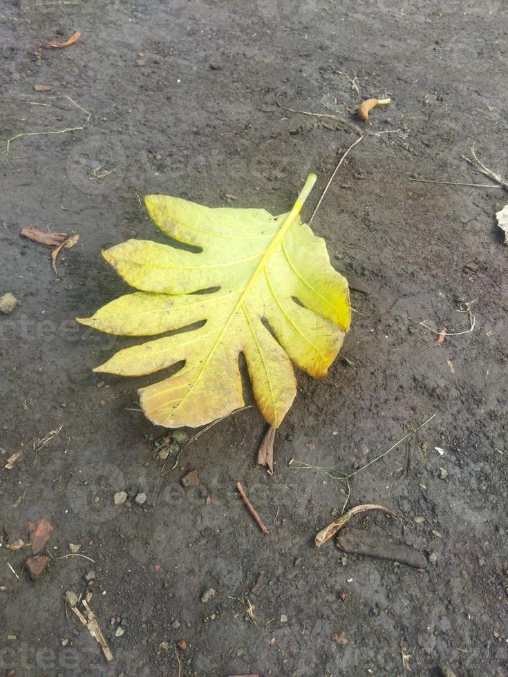 feuille d'automne au sol photo