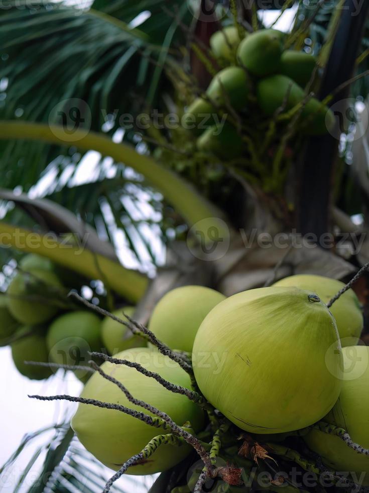 vue à angle bas de noix de coco vertes avec des grappes sur l'arbre, cocotier sur fond de ciel photo